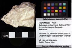 Foto (Objket + Etiketten) von Mundopsidae indet. 